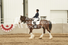 ete's Photography - Equine photography of various equine events at the Ancaster Fair including riding, driving, single carts and six draft horse hitches.