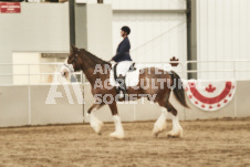 ete's Photography - Equine photography of various equine events at the Ancaster Fair including riding, driving, single carts and six draft horse hitches.