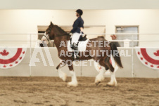 ete's Photography - Equine photography of various equine events at the Ancaster Fair including riding, driving, single carts and six draft horse hitches.