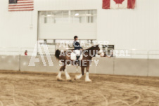 ete's Photography - Equine photography of various equine events at the Ancaster Fair including riding, driving, single carts and six draft horse hitches.