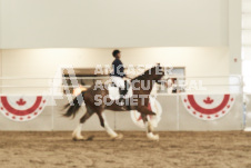 ete's Photography - Equine photography of various equine events at the Ancaster Fair including riding, driving, single carts and six draft horse hitches.