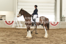 ete's Photography - Equine photography of various equine events at the Ancaster Fair including riding, driving, single carts and six draft horse hitches.