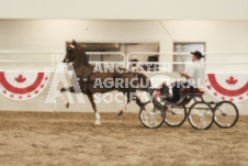 ete's Photography - Equine photography of various equine events at the Ancaster Fair including riding, driving, single carts and six draft horse hitches.