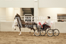 ete's Photography - Equine photography of various equine events at the Ancaster Fair including riding, driving, single carts and six draft horse hitches.