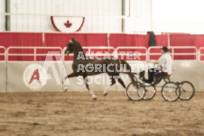 ete's Photography - Equine photography of various equine events at the Ancaster Fair including riding, driving, single carts and six draft horse hitches.