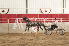 ete's Photography - Equine photography of various equine events at the Ancaster Fair including riding, driving, single carts and six draft horse hitches.