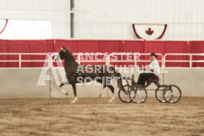 ete's Photography - Equine photography of various equine events at the Ancaster Fair including riding, driving, single carts and six draft horse hitches.