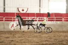 ete's Photography - Equine photography of various equine events at the Ancaster Fair including riding, driving, single carts and six draft horse hitches.