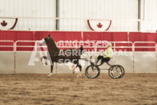 ete's Photography - Equine photography of various equine events at the Ancaster Fair including riding, driving, single carts and six draft horse hitches.