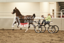 ete's Photography - Equine photography of various equine events at the Ancaster Fair including riding, driving, single carts and six draft horse hitches.