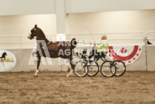 ete's Photography - Equine photography of various equine events at the Ancaster Fair including riding, driving, single carts and six draft horse hitches.