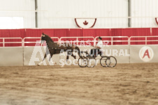 ete's Photography - Equine photography of various equine events at the Ancaster Fair including riding, driving, single carts and six draft horse hitches.