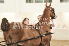 ete's Photography - Equine photography of various equine events at the Ancaster Fair including riding, driving, single carts and six draft horse hitches.