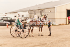 ete's Photography - Equine photography of various equine events at the Ancaster Fair including riding, driving, single carts and six draft horse hitches.