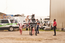 ete's Photography - Equine photography of various equine events at the Ancaster Fair including riding, driving, single carts and six draft horse hitches.