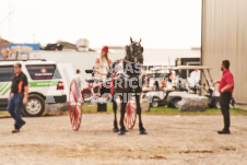 ete's Photography - Equine photography of various equine events at the Ancaster Fair including riding, driving, single carts and six draft horse hitches.