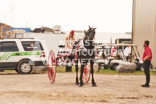 ete's Photography - Equine photography of various equine events at the Ancaster Fair including riding, driving, single carts and six draft horse hitches.