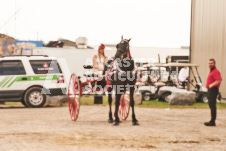 ete's Photography - Equine photography of various equine events at the Ancaster Fair including riding, driving, single carts and six draft horse hitches.