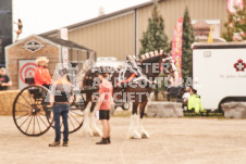 ete's Photography - Equine photography of various equine events at the Ancaster Fair including riding, driving, single carts and six draft horse hitches.