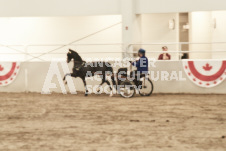 ete's Photography - Equine photography of various equine events at the Ancaster Fair including riding, driving, single carts and six draft horse hitches.