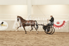 ete's Photography - Equine photography of various equine events at the Ancaster Fair including riding, driving, single carts and six draft horse hitches.