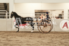 ete's Photography - Equine photography of various equine events at the Ancaster Fair including riding, driving, single carts and six draft horse hitches.