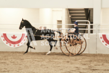 ete's Photography - Equine photography of various equine events at the Ancaster Fair including riding, driving, single carts and six draft horse hitches.