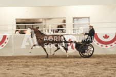 ete's Photography - Equine photography of various equine events at the Ancaster Fair including riding, driving, single carts and six draft horse hitches.