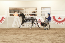 ete's Photography - Equine photography of various equine events at the Ancaster Fair including riding, driving, single carts and six draft horse hitches.