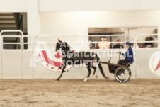 ete's Photography - Equine photography of various equine events at the Ancaster Fair including riding, driving, single carts and six draft horse hitches.