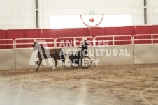 ete's Photography - Equine photography of various equine events at the Ancaster Fair including riding, driving, single carts and six draft horse hitches.