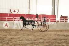 ete's Photography - Equine photography of various equine events at the Ancaster Fair including riding, driving, single carts and six draft horse hitches.