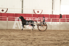 ete's Photography - Equine photography of various equine events at the Ancaster Fair including riding, driving, single carts and six draft horse hitches.