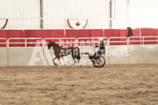 ete's Photography - Equine photography of various equine events at the Ancaster Fair including riding, driving, single carts and six draft horse hitches.