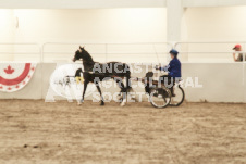 ete's Photography - Equine photography of various equine events at the Ancaster Fair including riding, driving, single carts and six draft horse hitches.