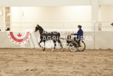 ete's Photography - Equine photography of various equine events at the Ancaster Fair including riding, driving, single carts and six draft horse hitches.