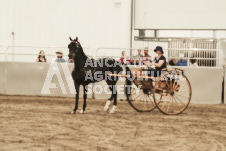 ete's Photography - Equine photography of various equine events at the Ancaster Fair including riding, driving, single carts and six draft horse hitches.