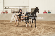 ete's Photography - Equine photography of various equine events at the Ancaster Fair including riding, driving, single carts and six draft horse hitches.