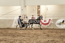 ete's Photography - Equine photography of various equine events at the Ancaster Fair including riding, driving, single carts and six draft horse hitches.