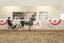 ete's Photography - Equine photography of various equine events at the Ancaster Fair including riding, driving, single carts and six draft horse hitches.