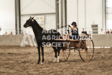 ete's Photography - Equine photography of various equine events at the Ancaster Fair including riding, driving, single carts and six draft horse hitches.