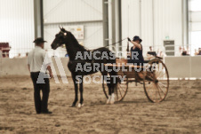 ete's Photography - Equine photography of various equine events at the Ancaster Fair including riding, driving, single carts and six draft horse hitches.