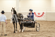 ete's Photography - Equine photography of various equine events at the Ancaster Fair including riding, driving, single carts and six draft horse hitches.