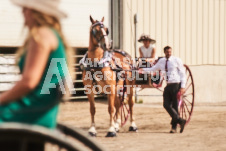 ete's Photography - Equine photography of various equine events at the Ancaster Fair including riding, driving, single carts and six draft horse hitches.