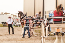 ete's Photography - Equine photography of various equine events at the Ancaster Fair including riding, driving, single carts and six draft horse hitches.