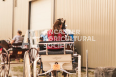 ete's Photography - Equine photography of various equine events at the Ancaster Fair including riding, driving, single carts and six draft horse hitches.