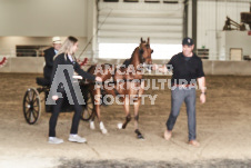 ete's Photography - Equine photography of various equine events at the Ancaster Fair including riding, driving, single carts and six draft horse hitches.