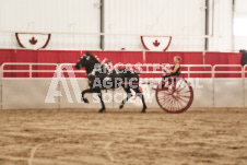 ete's Photography - Equine photography of various equine events at the Ancaster Fair including riding, driving, single carts and six draft horse hitches.