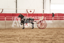 ete's Photography - Equine photography of various equine events at the Ancaster Fair including riding, driving, single carts and six draft horse hitches.