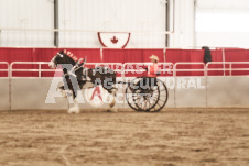 ete's Photography - Equine photography of various equine events at the Ancaster Fair including riding, driving, single carts and six draft horse hitches.